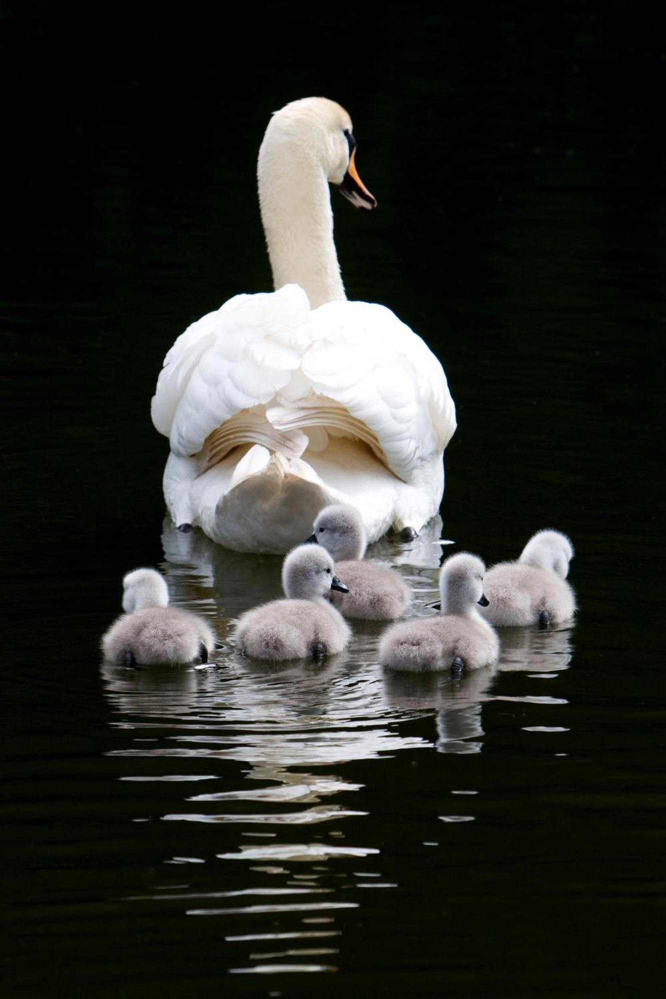 The Lake Country House Hotel & Spa Llangammarch Wells Εξωτερικό φωτογραφία